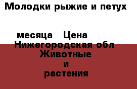 Молодки рыжие и петух 4 месяца › Цена ­ 350 - Нижегородская обл. Животные и растения » Птицы   